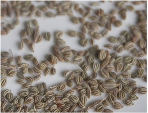 Carom Seeds Carom Seeds