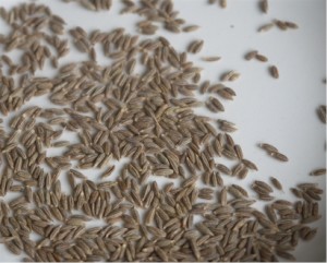 Cumin Seeds Cumin Seeds
